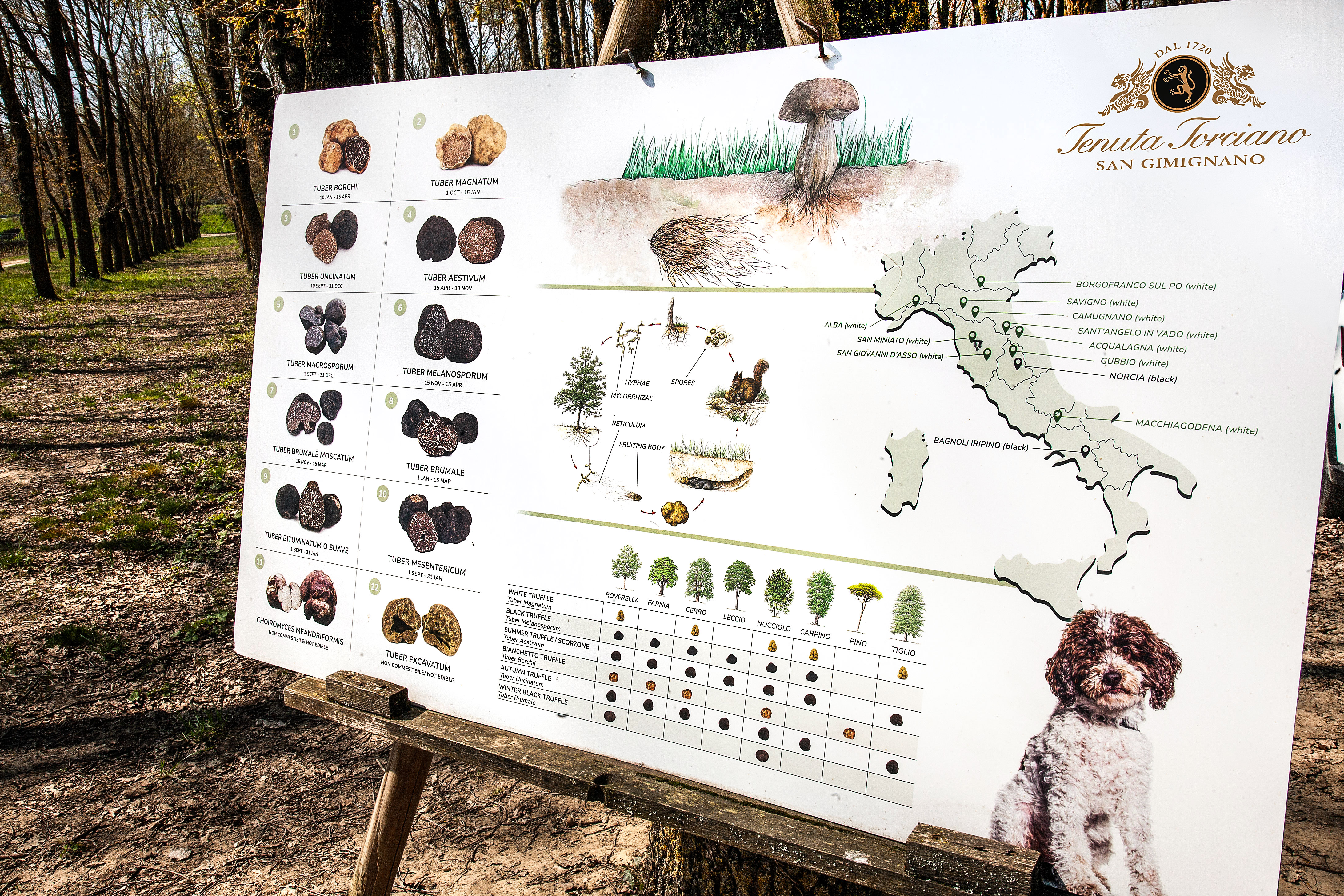 Il cartello nel bosco della tenuta con le specie di tartufo italiane e le loro stagioni