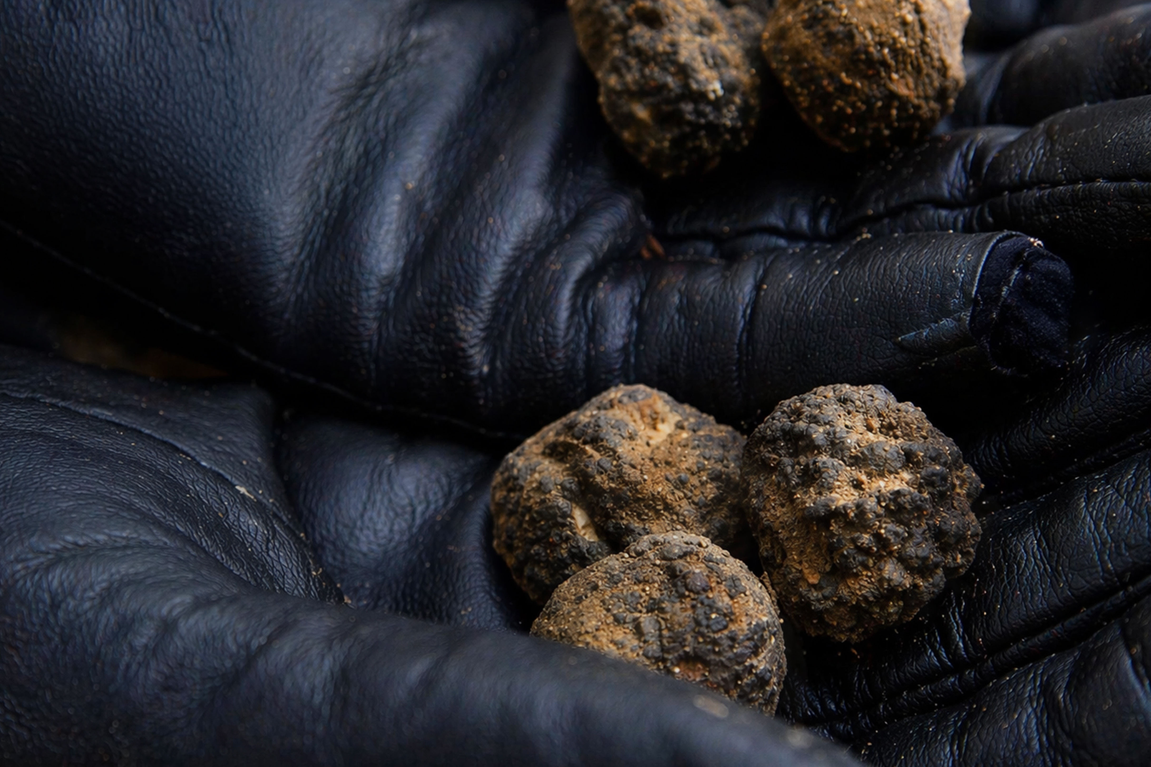 Tartufi appena scavati tra le mani dopo una mattina di ricerca
