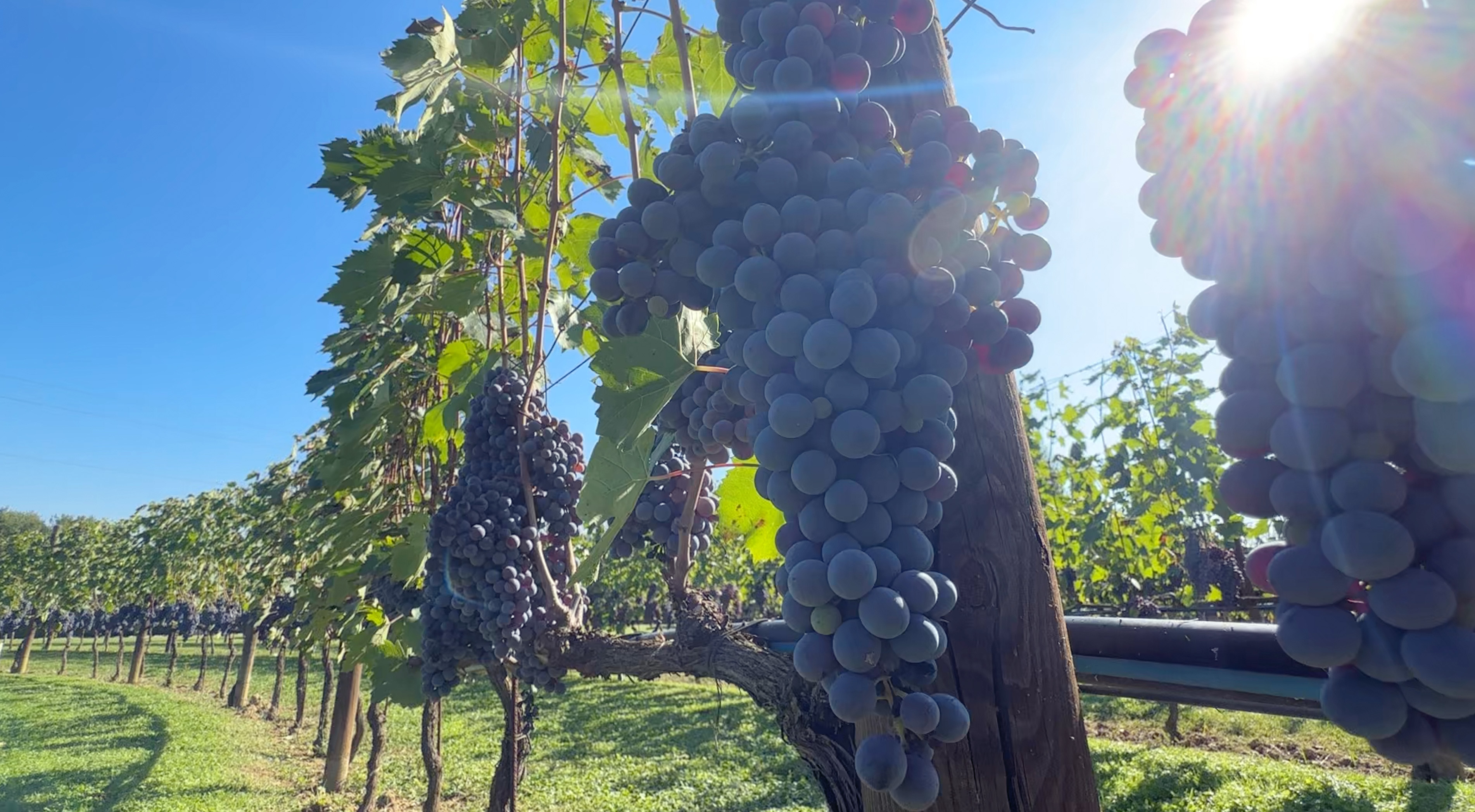 Grappoli di uva rossa matura sulla vite controluce, in un filare vicino a San Gimignano