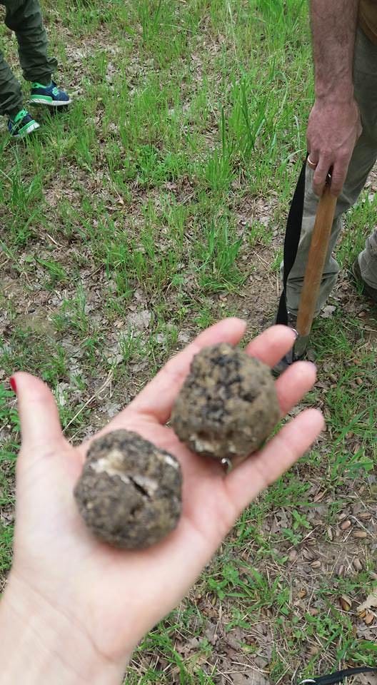 caccia al tartufo toscana