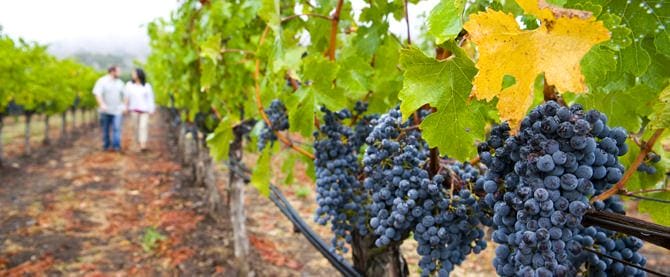 walk vineyard
