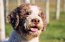 truffle hunting dog