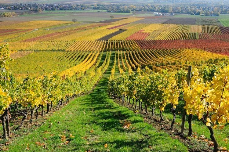visit vineyard
