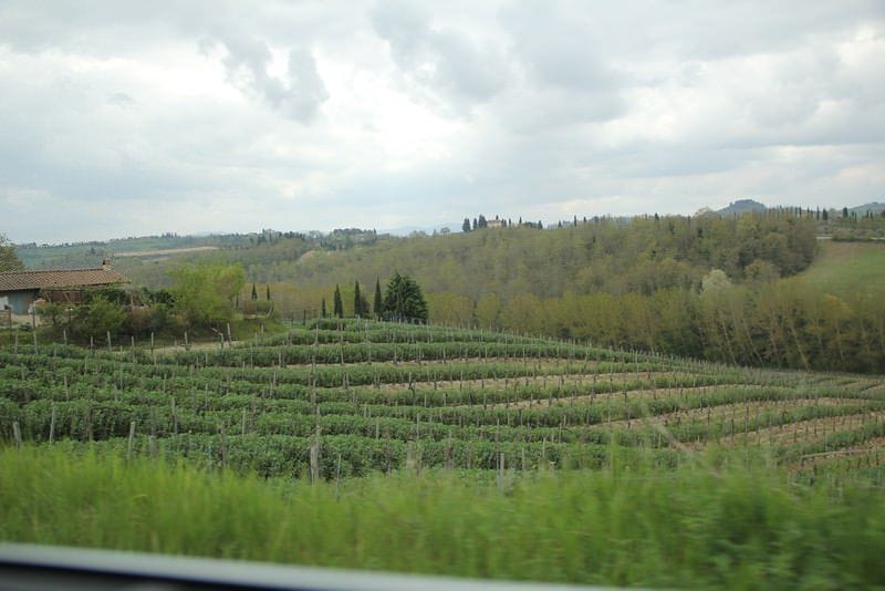 vineyard