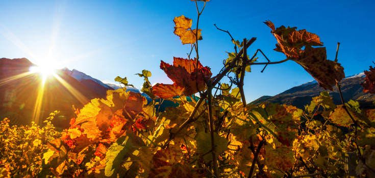wineyard tuscany
