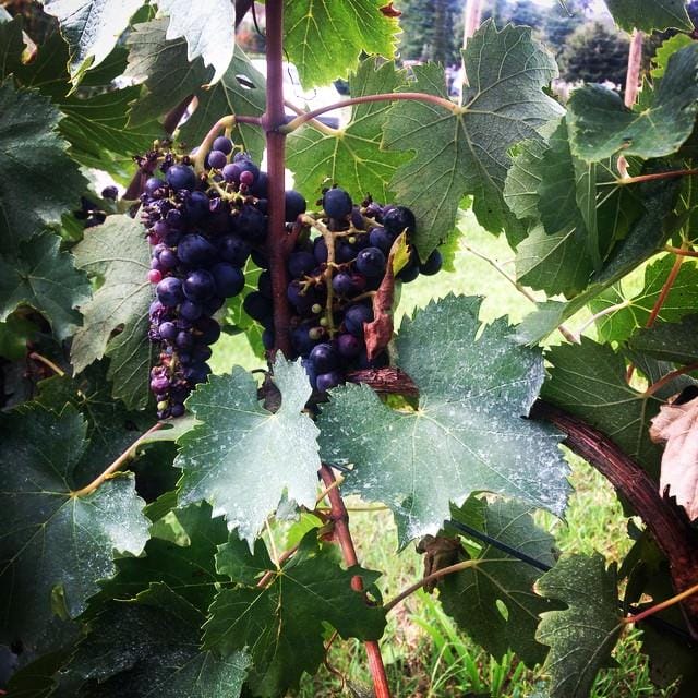 san%giovese