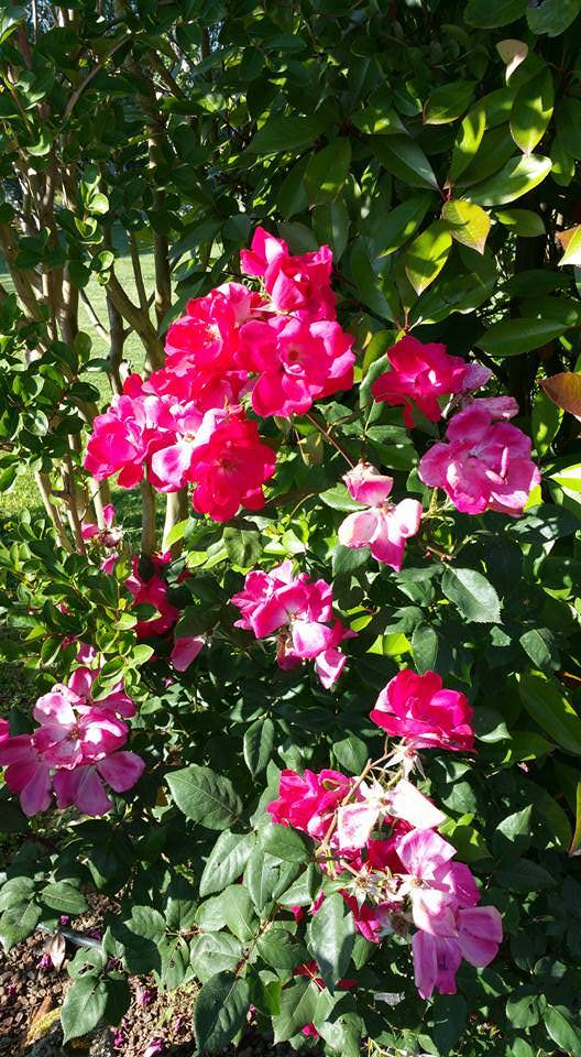 garden torciano winery