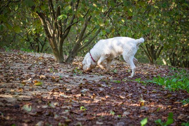 Truffle hunting with dogs