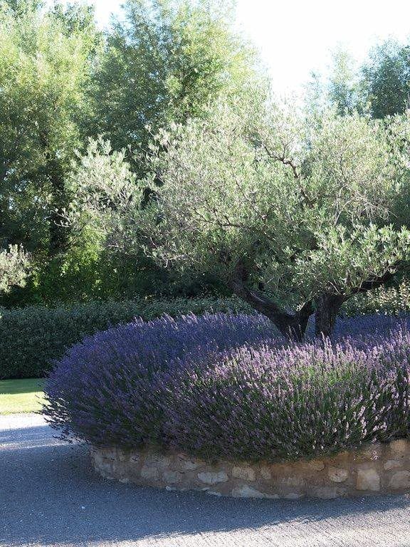 Lavender at Tenuta Torciano