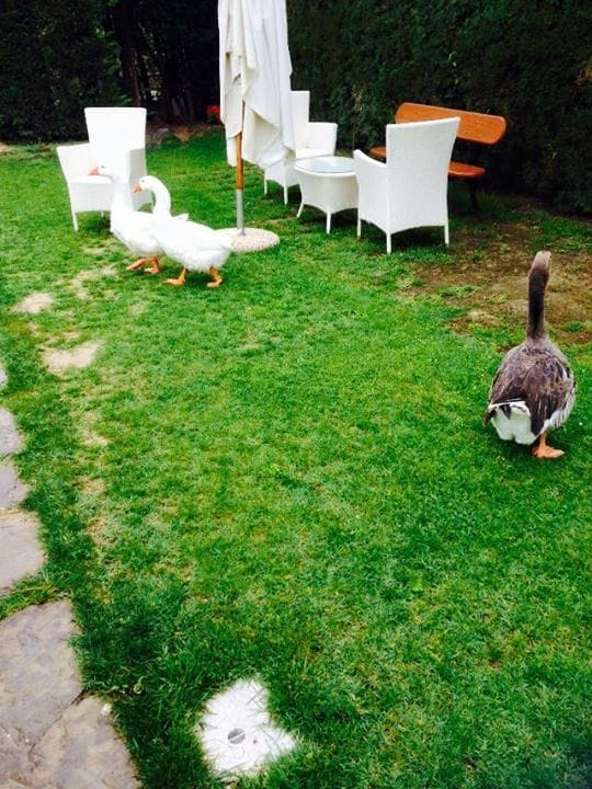geese