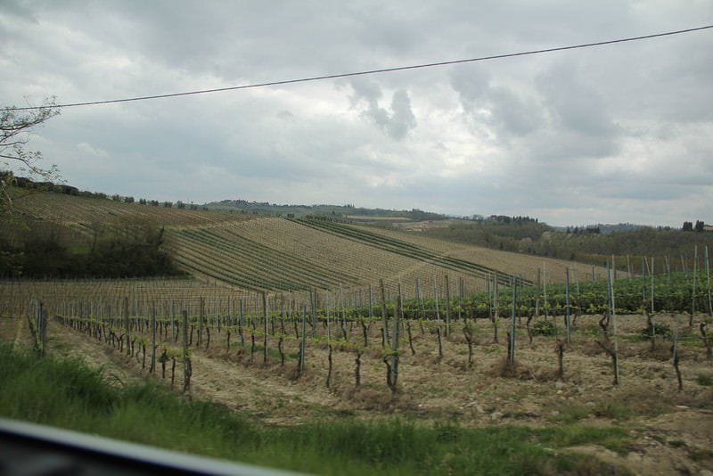 vineyard