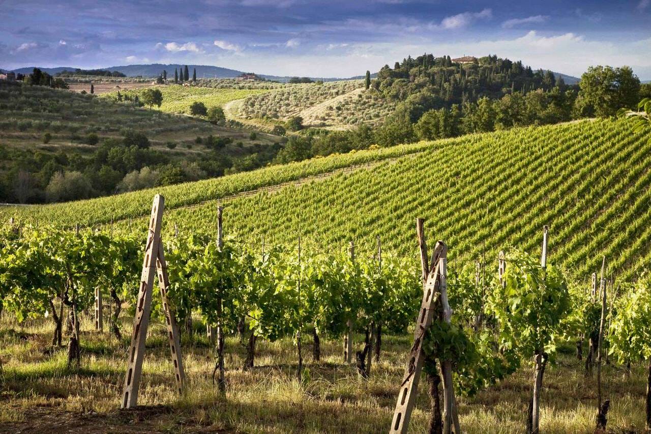 vineyard spring