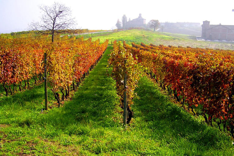 The wine dream in Tuscany