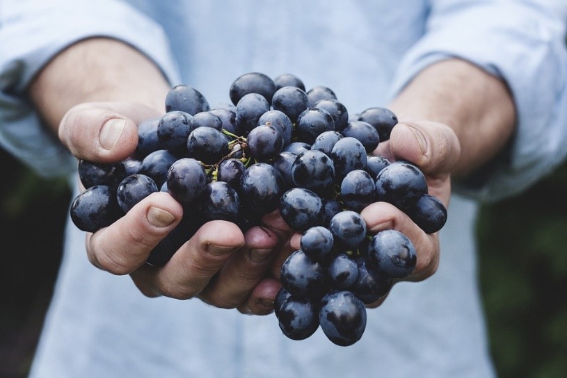 Aspettando la Vendemmia