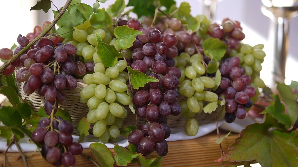 Aspettando la Vendemmia