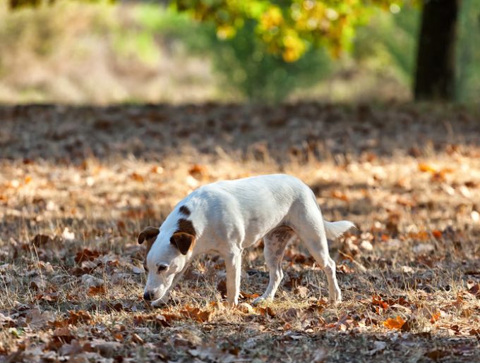 Truffle Hunt