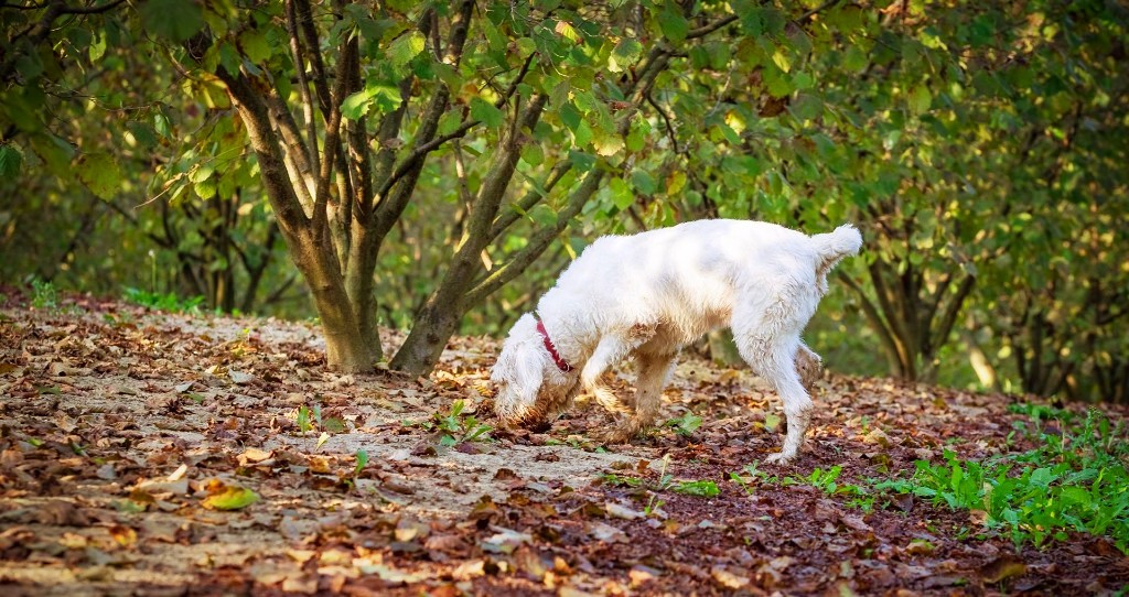 TRUFFLE DOG