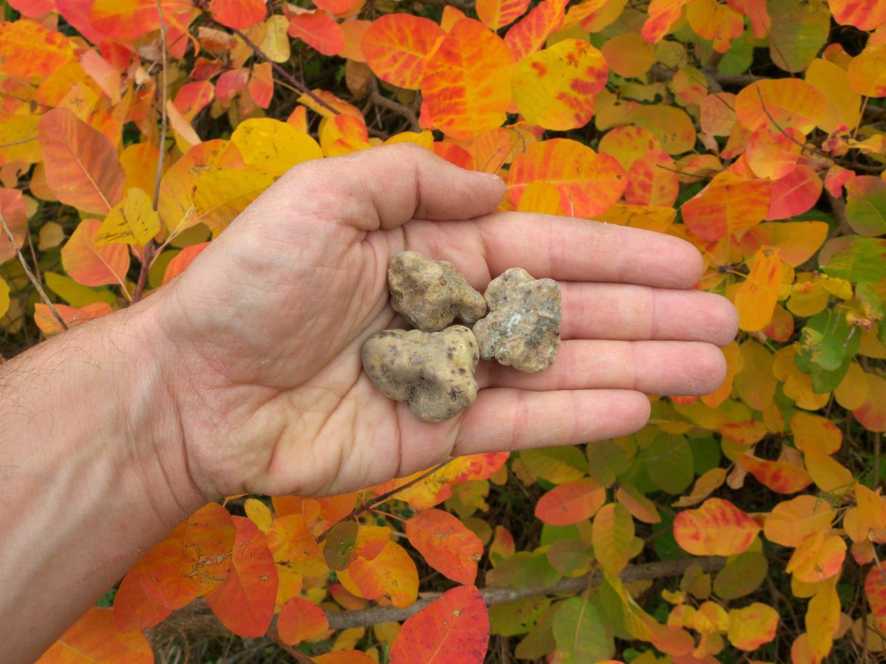 Caccia al Tartufo in Toscana: esperienza da vivere in Autunno