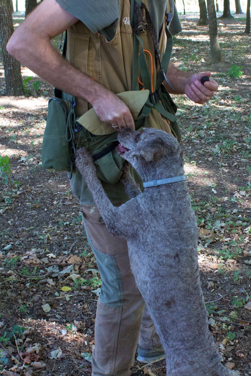 The truffle hunters