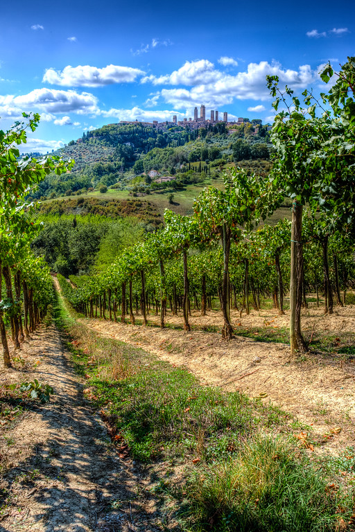 Vineyard San Gimignano