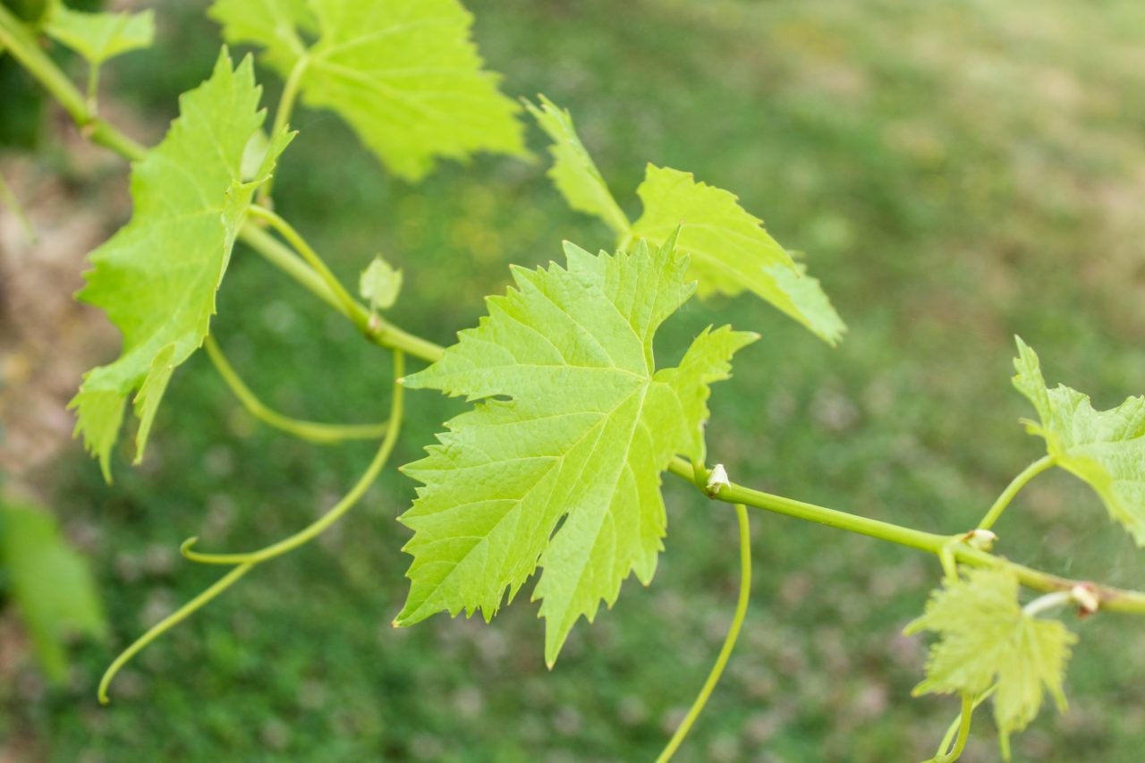 Summer in the countryside: the binding of the vineyards