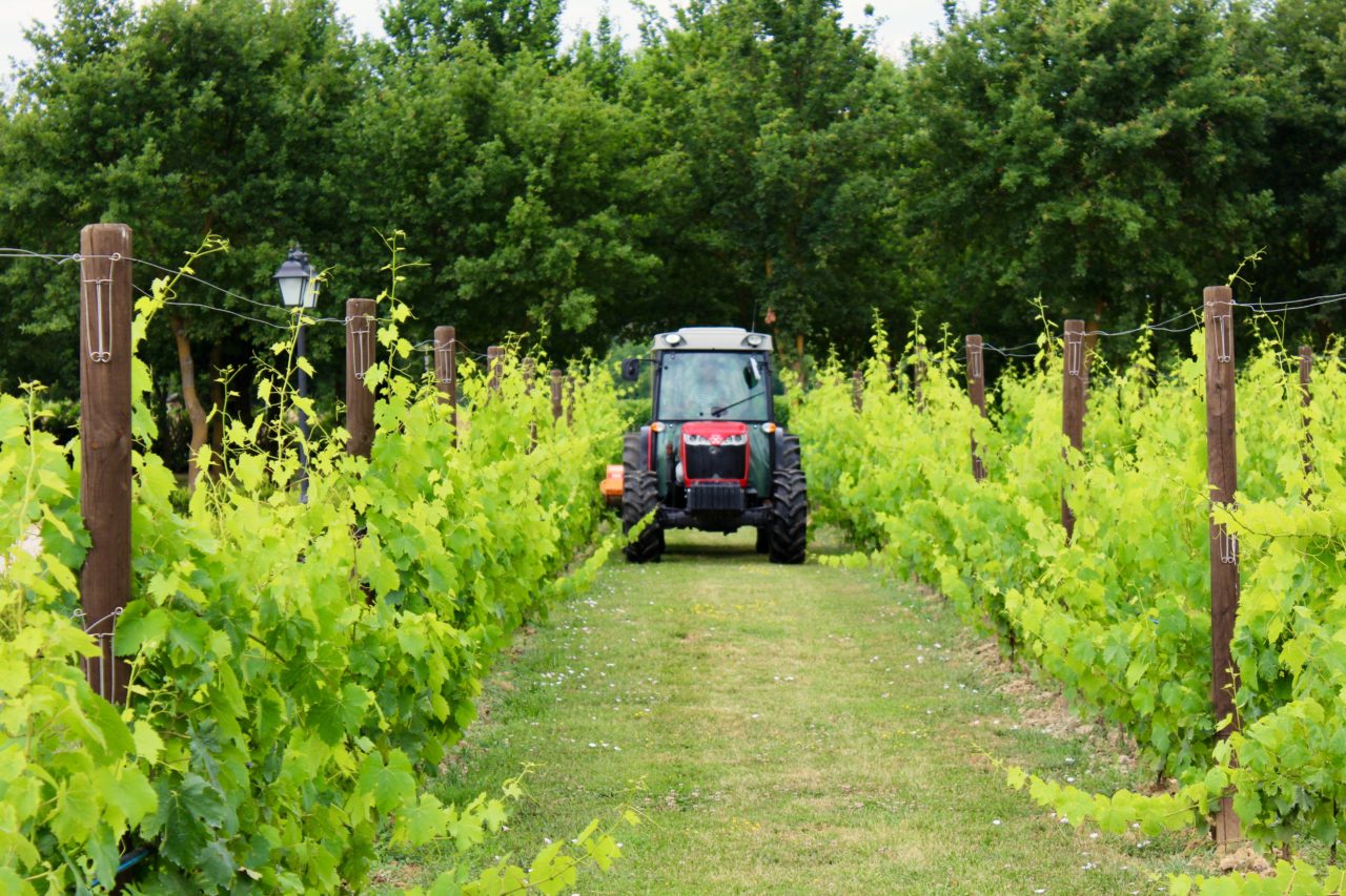 Summer in the countryside: the binding of the vineyards