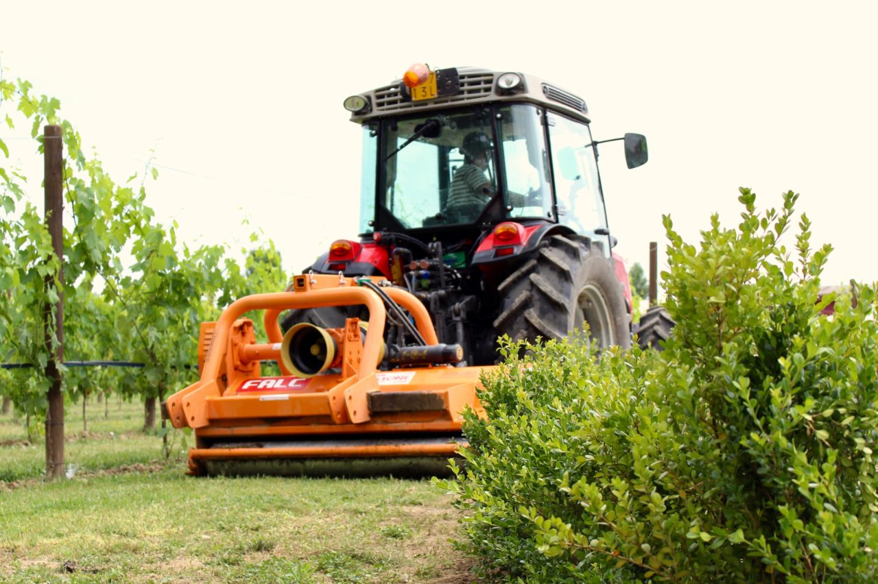 Summer in the countryside: the binding of the vineyards