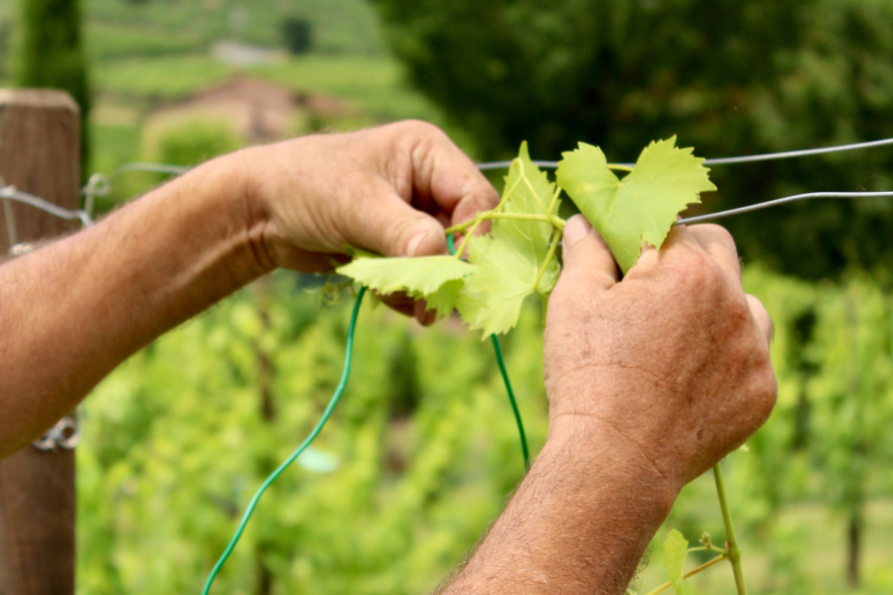 Summer in the countryside: the binding of the vineyards