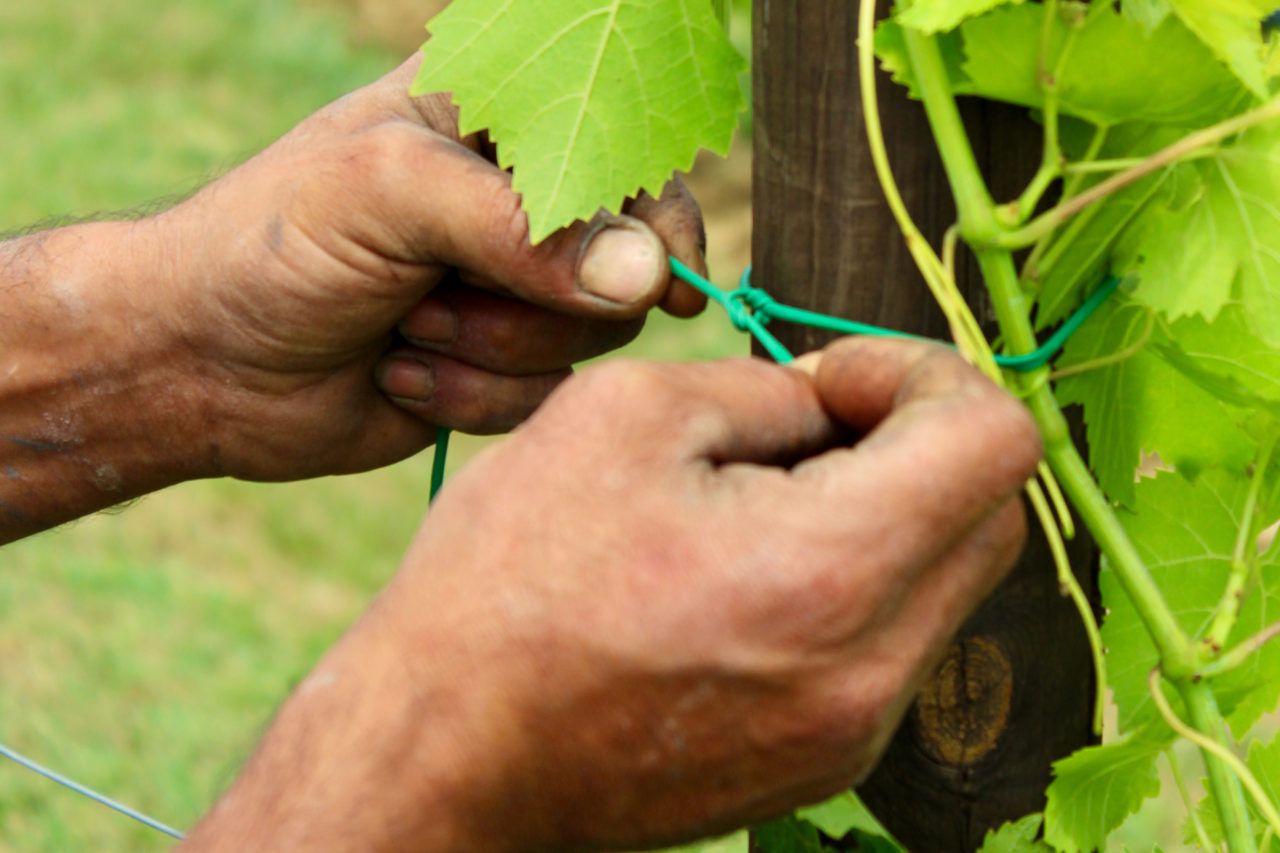 Summer in the countryside: the binding of the vineyards