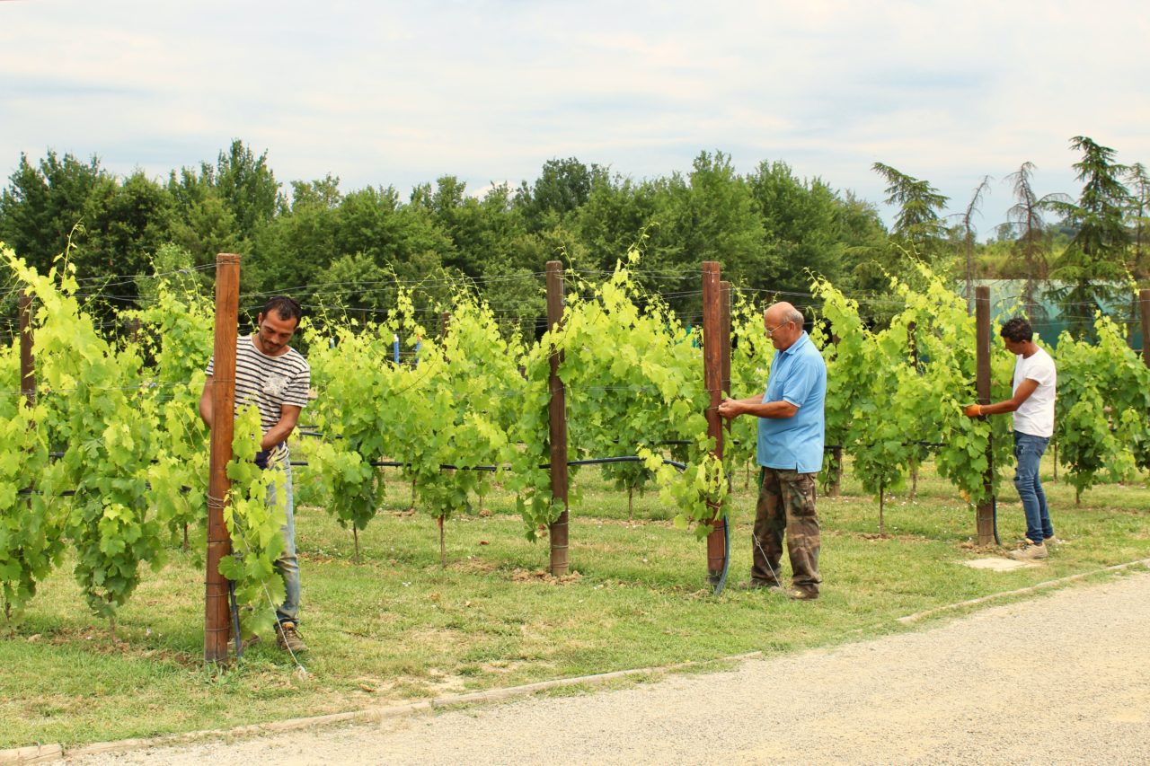 Summer in the countryside: the binding of the vineyards