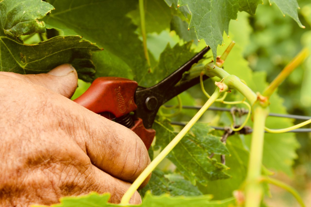 Summer in the countryside: the binding of the vineyards