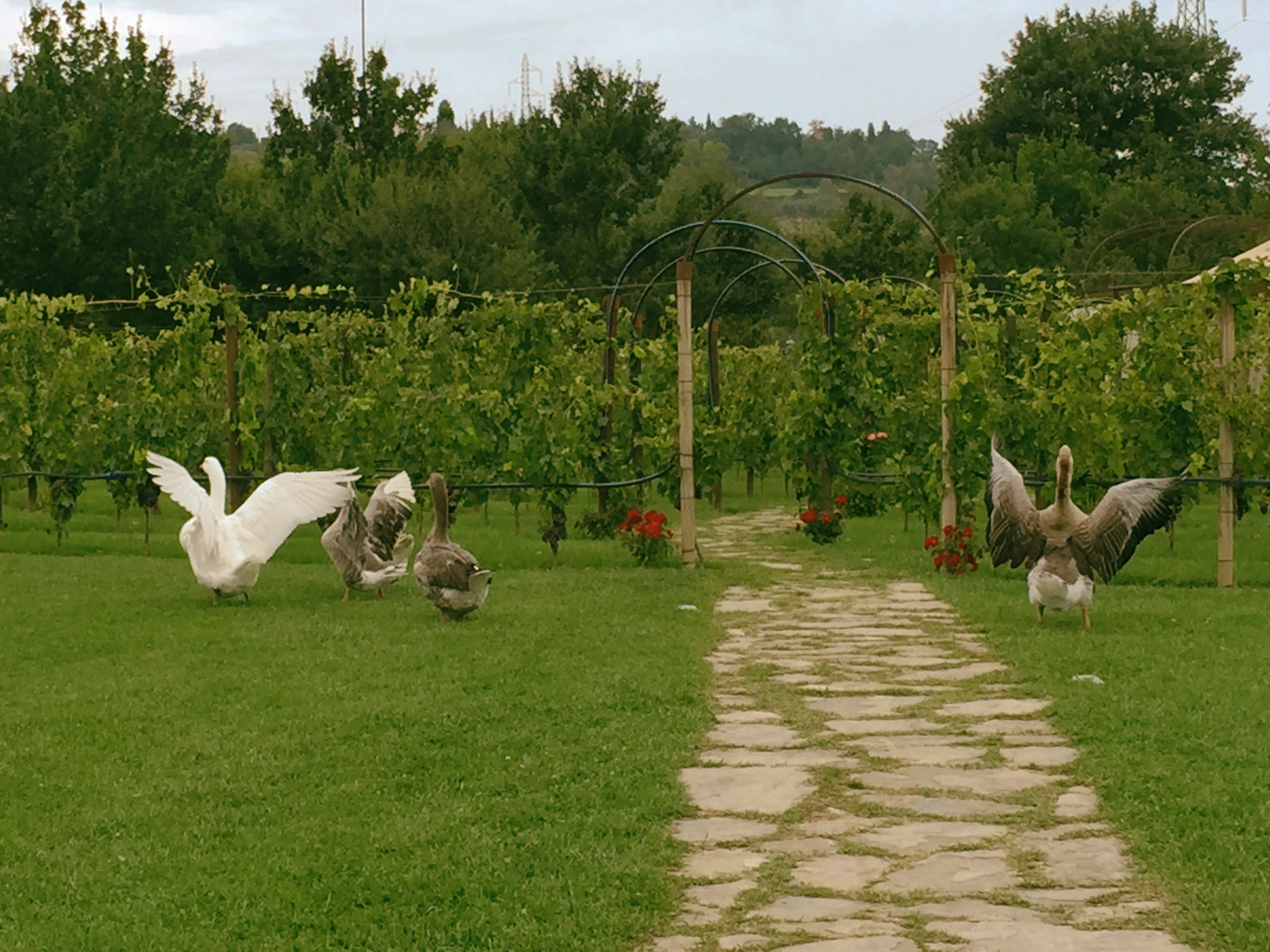 In Tenuta Torciano Geese "graze" In The Vineyard – Torciano Magazine