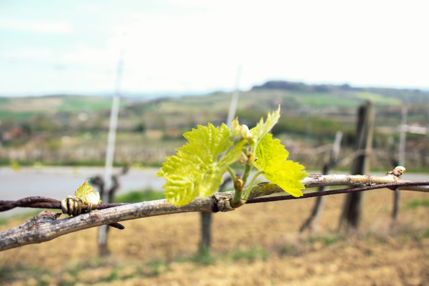 L&#8217;inverno è un ricordo, il cammino verso la Vendemmia è iniziato!