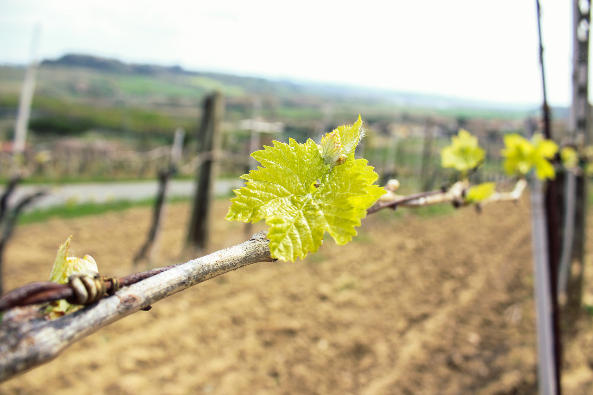 The budbreak through the rows of Torciano vineyards