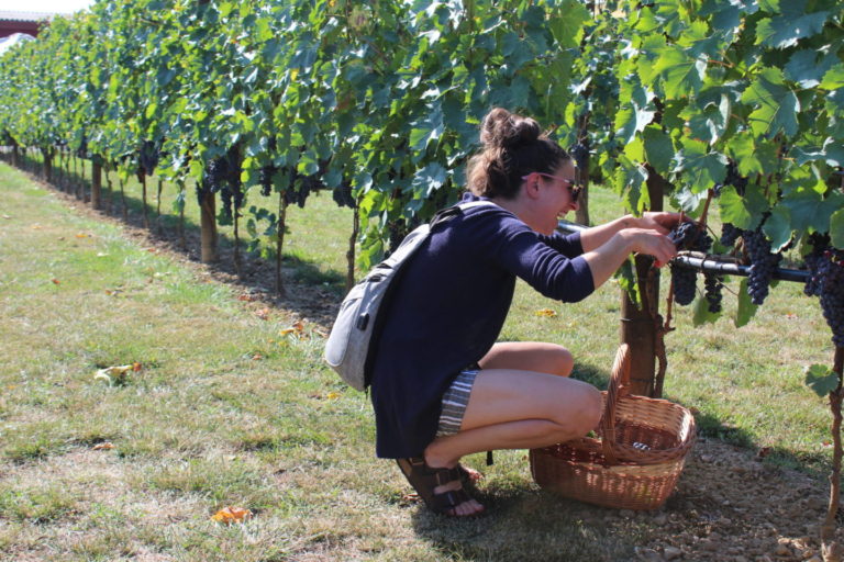 Harvest in Tenuta Torciano winery