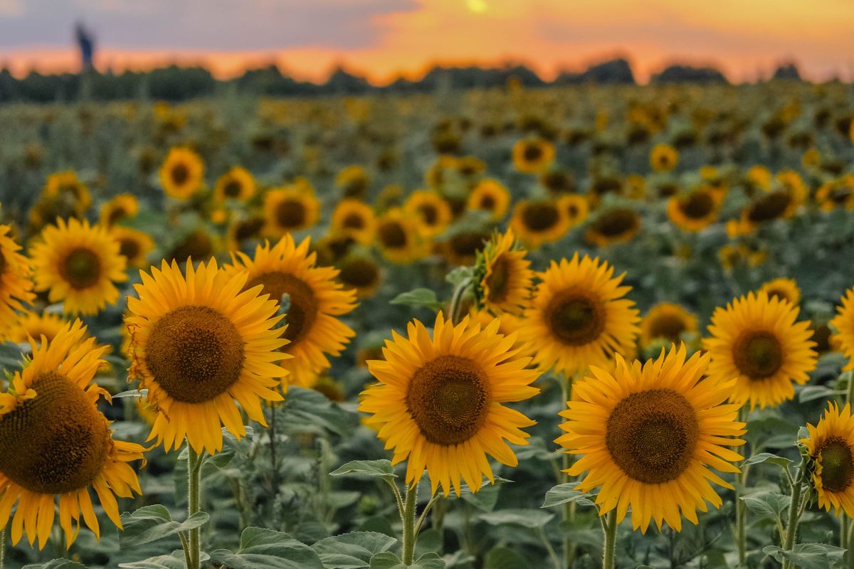 La Stagione dei Girasoli a Tenuta Torciano