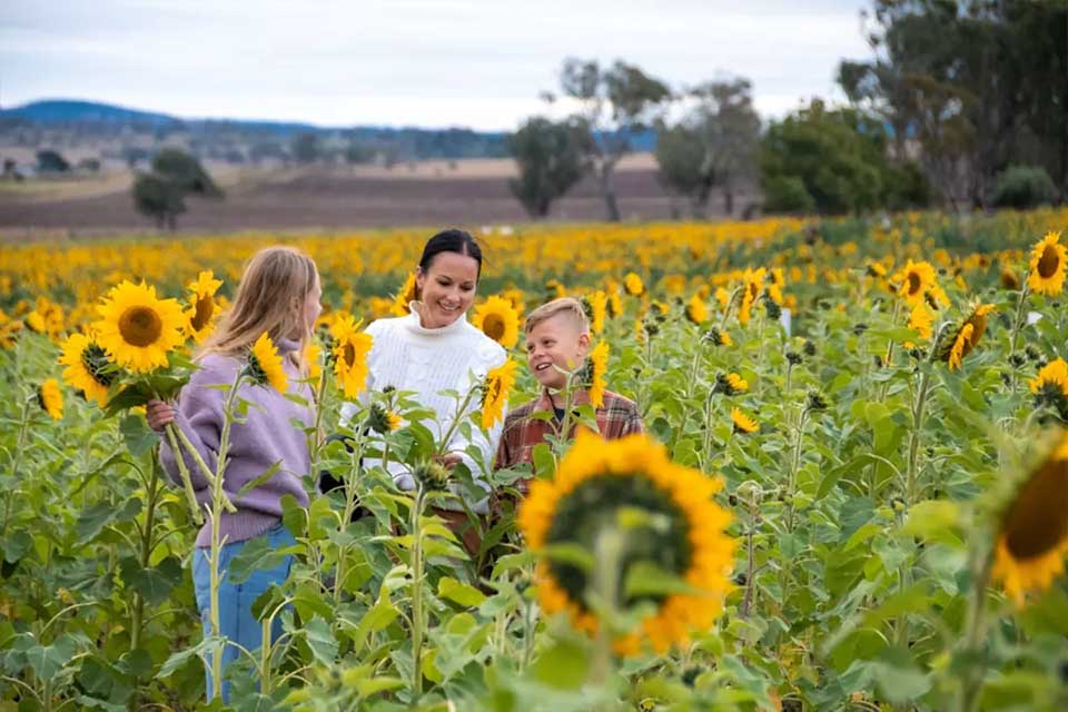 La Stagione dei Girasoli a Tenuta Torciano