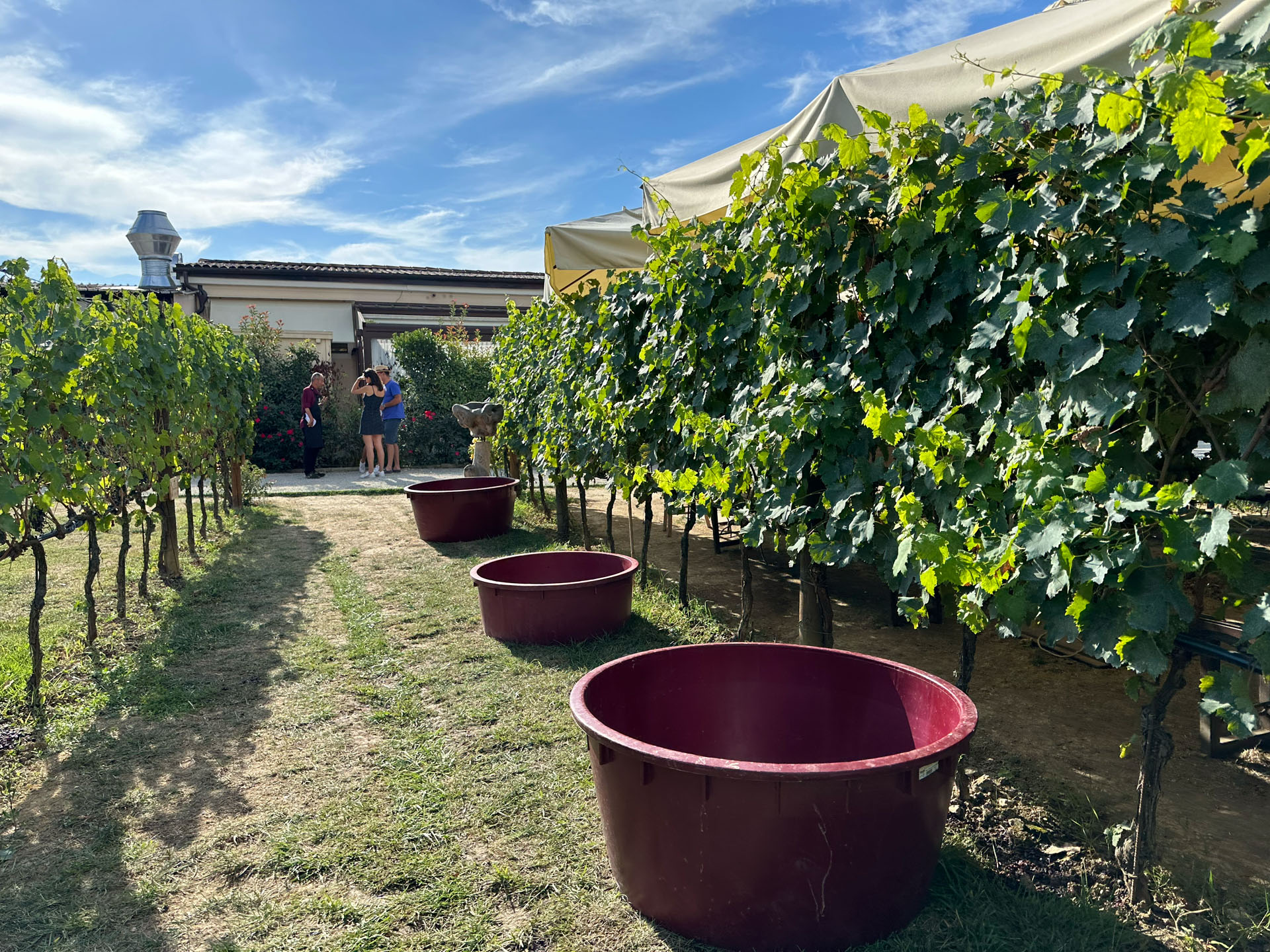 Traditional red stomping vats waiting among the vines at the estate