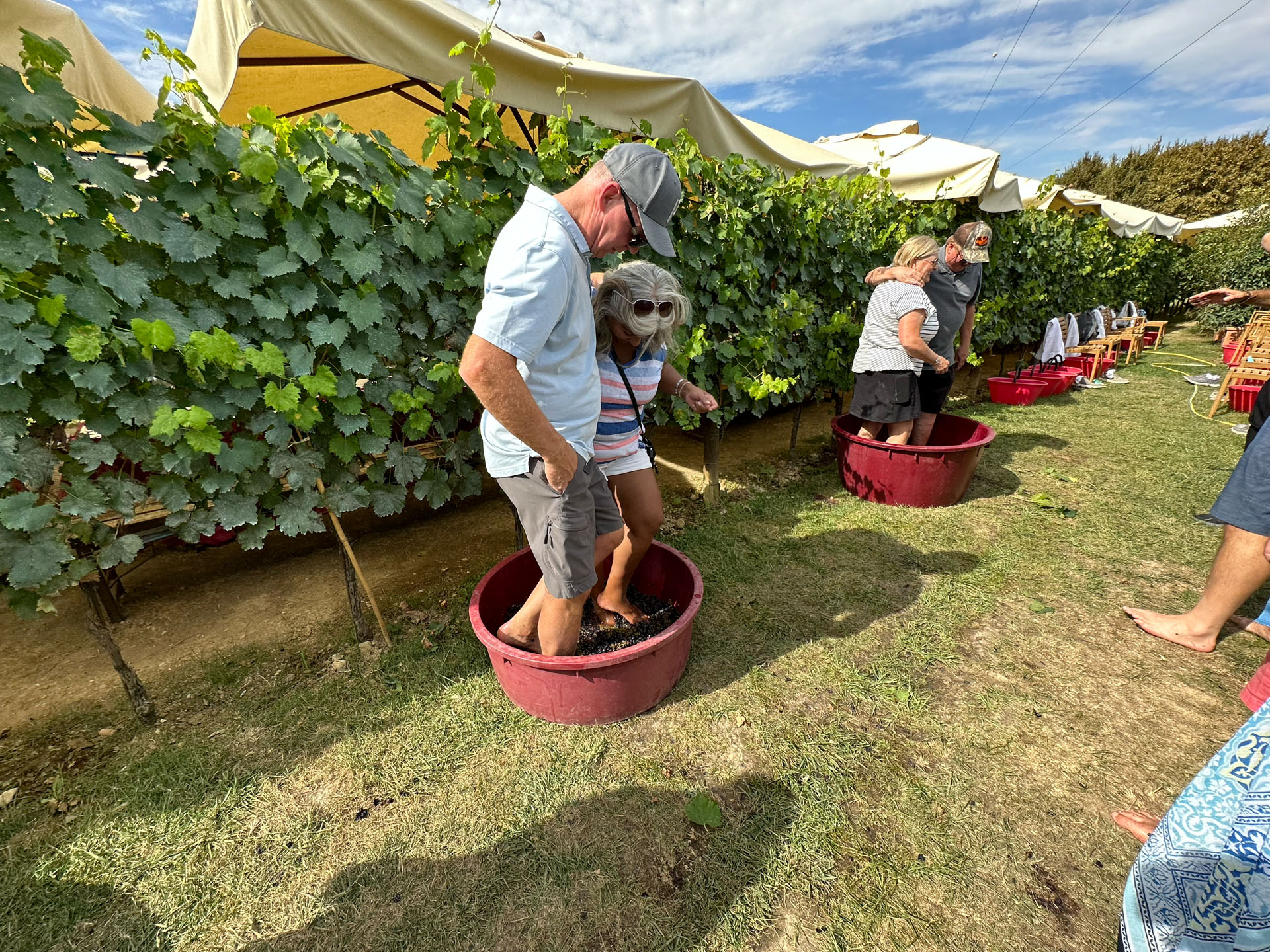 Visitors stomping grapes barefoot in traditional vats among the vines