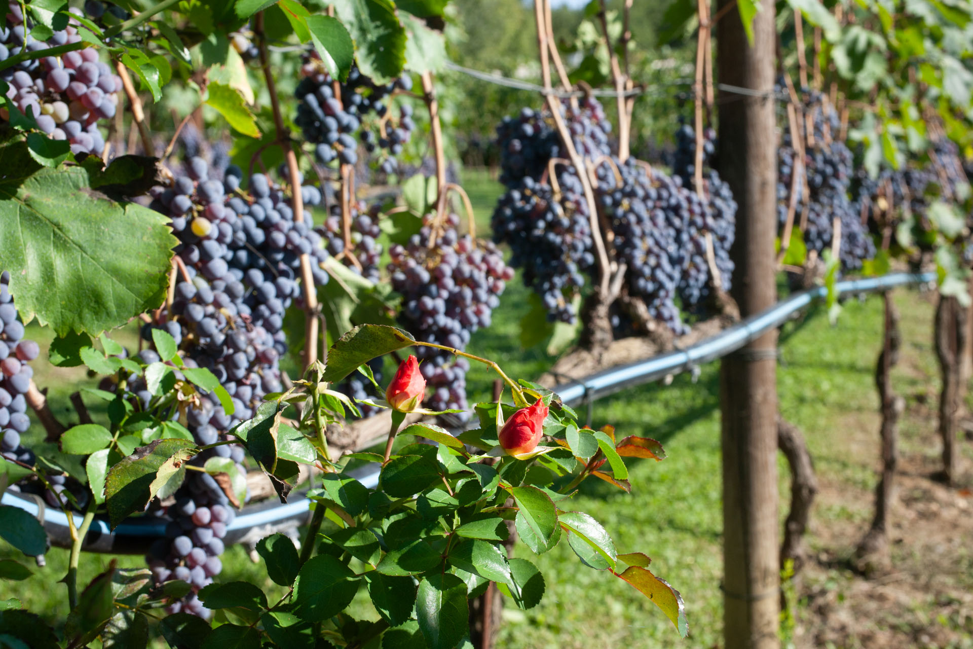 Ripe grape clusters on the vine with a red rose in the foreground