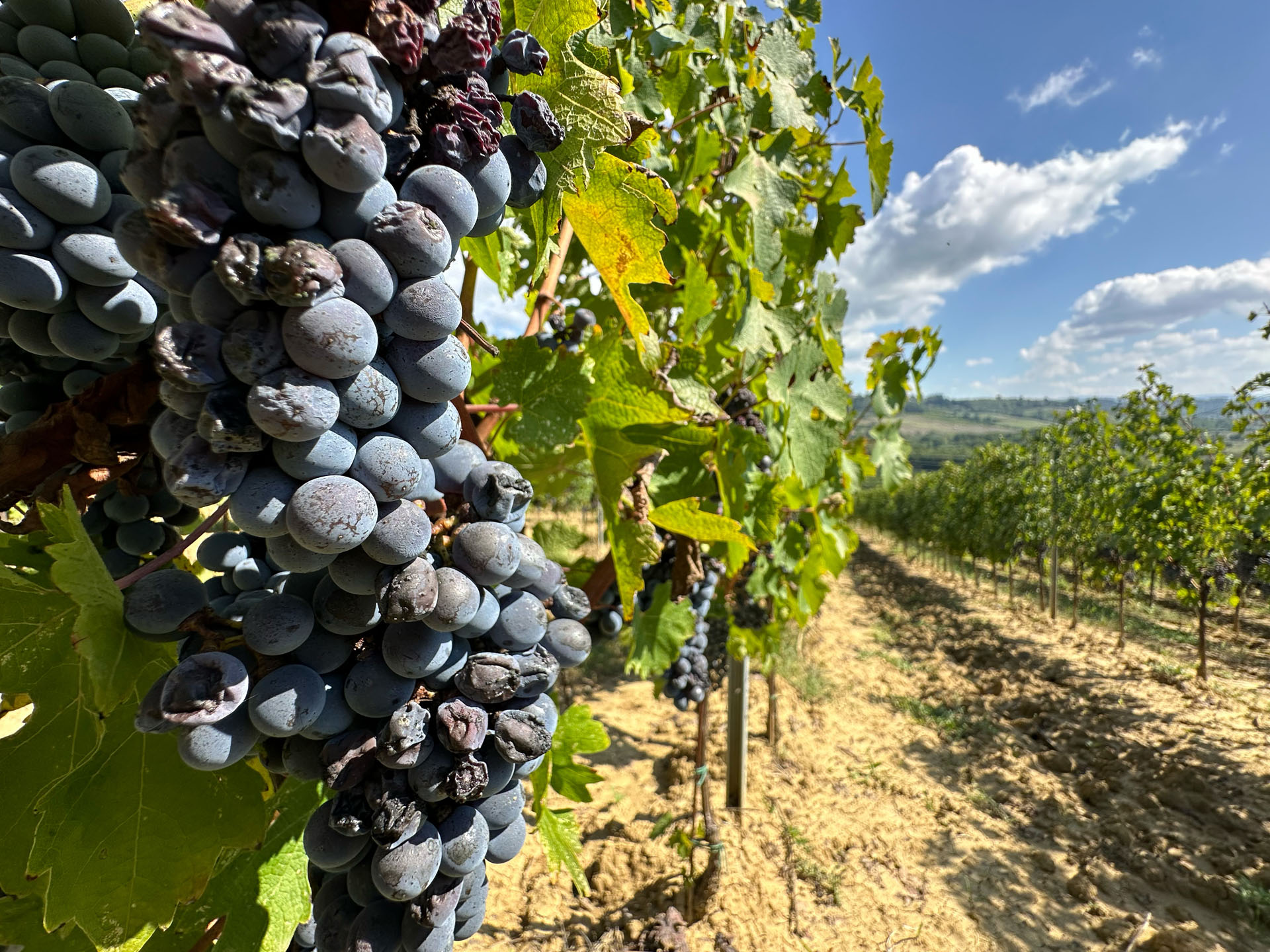 Ripe Sangiovese grapes on the vine with the Tuscan hills of San Gimignano beyond