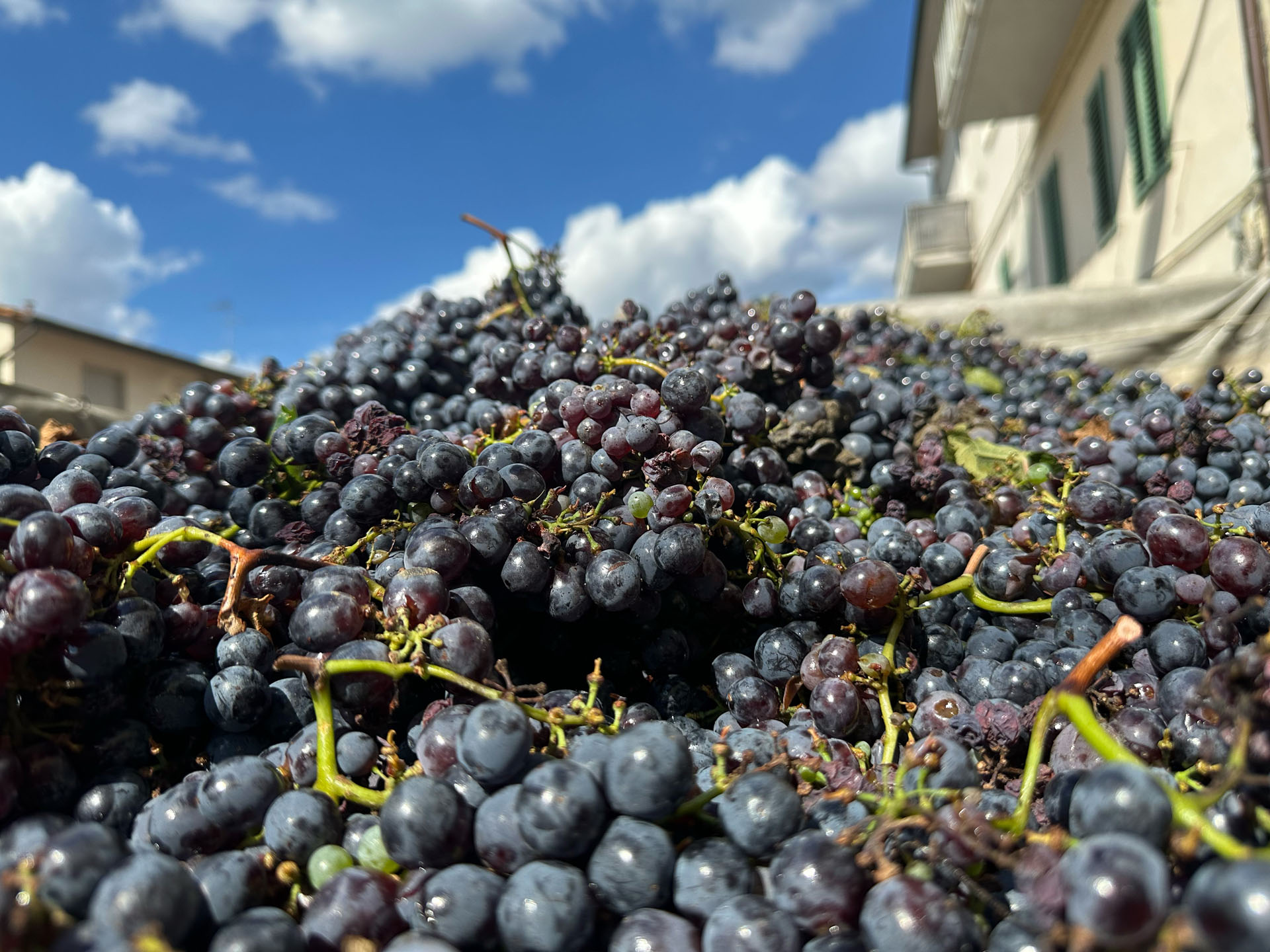 A mound of freshly harvested grapes under a blue Tuscan sky