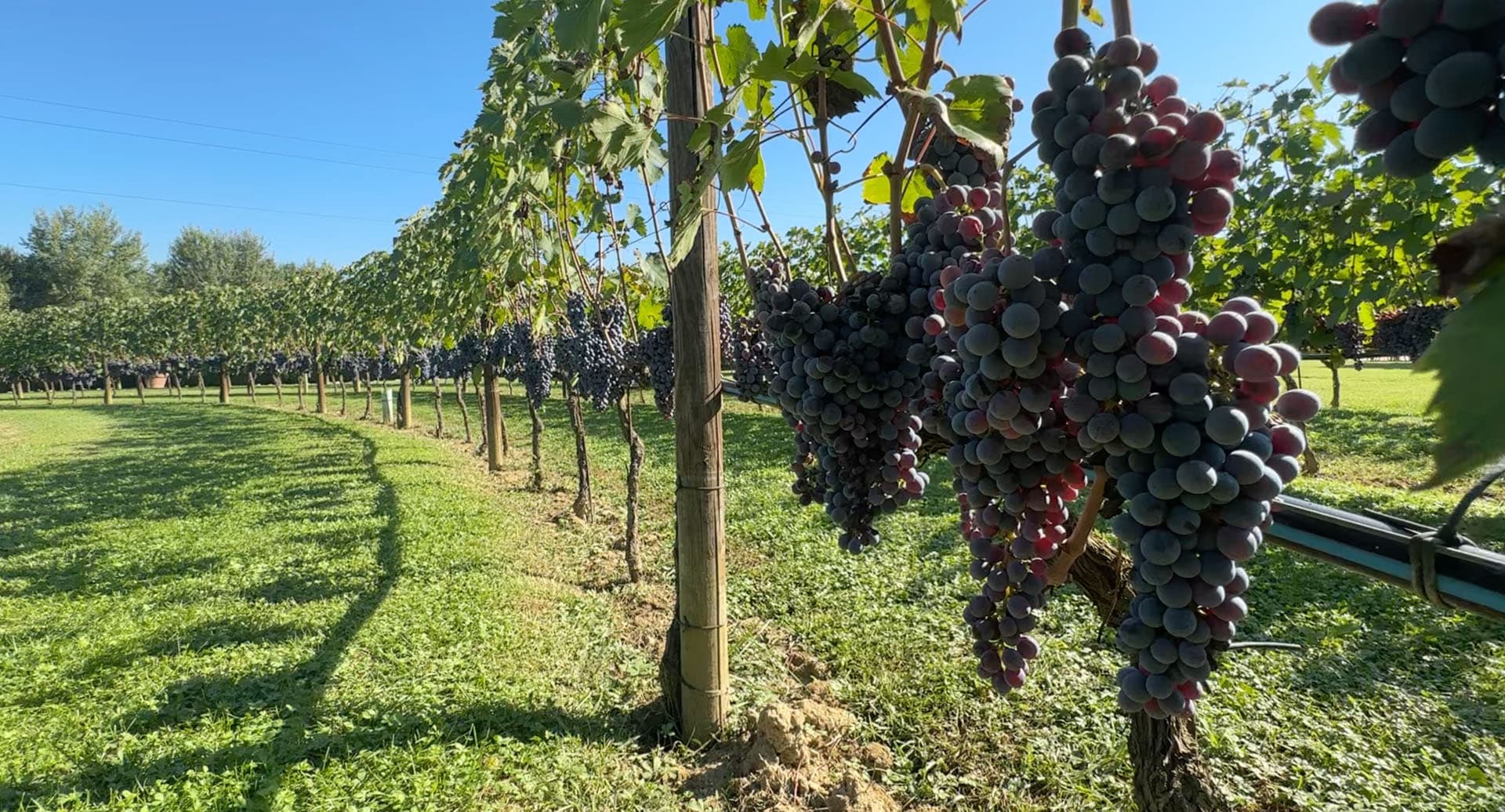 Rows of dark grapes ripening in the vineyard