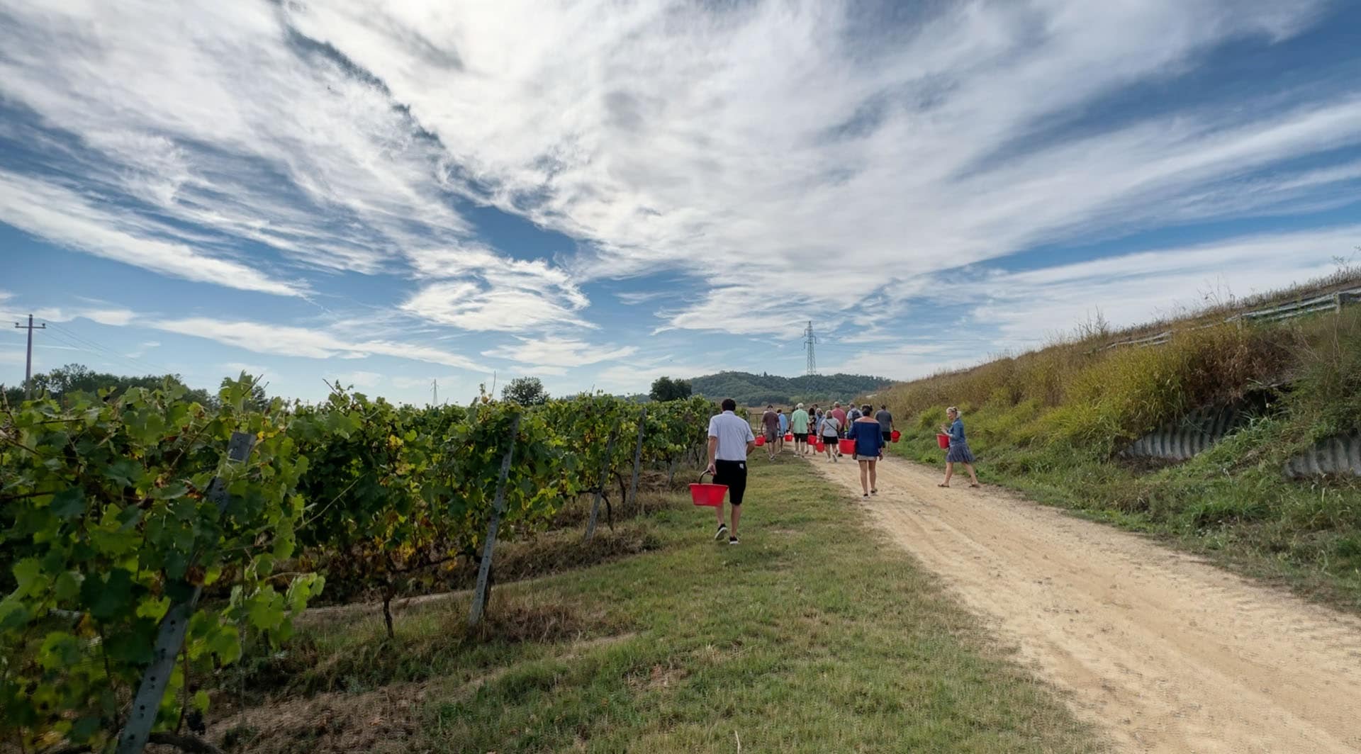 Guests walking down the vineyard track carrying red harvest baskets under a wide sky