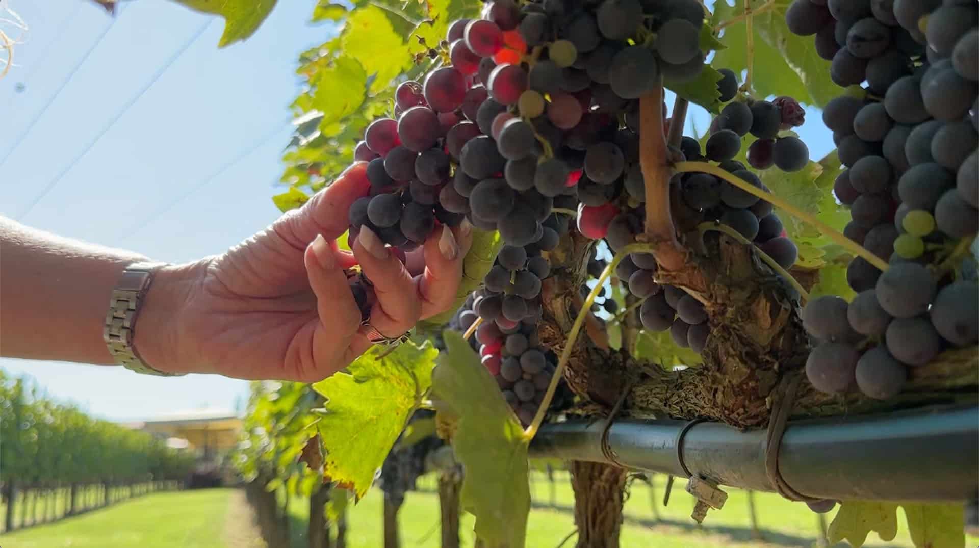 A hand cupping a ripe cluster of dark grapes still on the vine