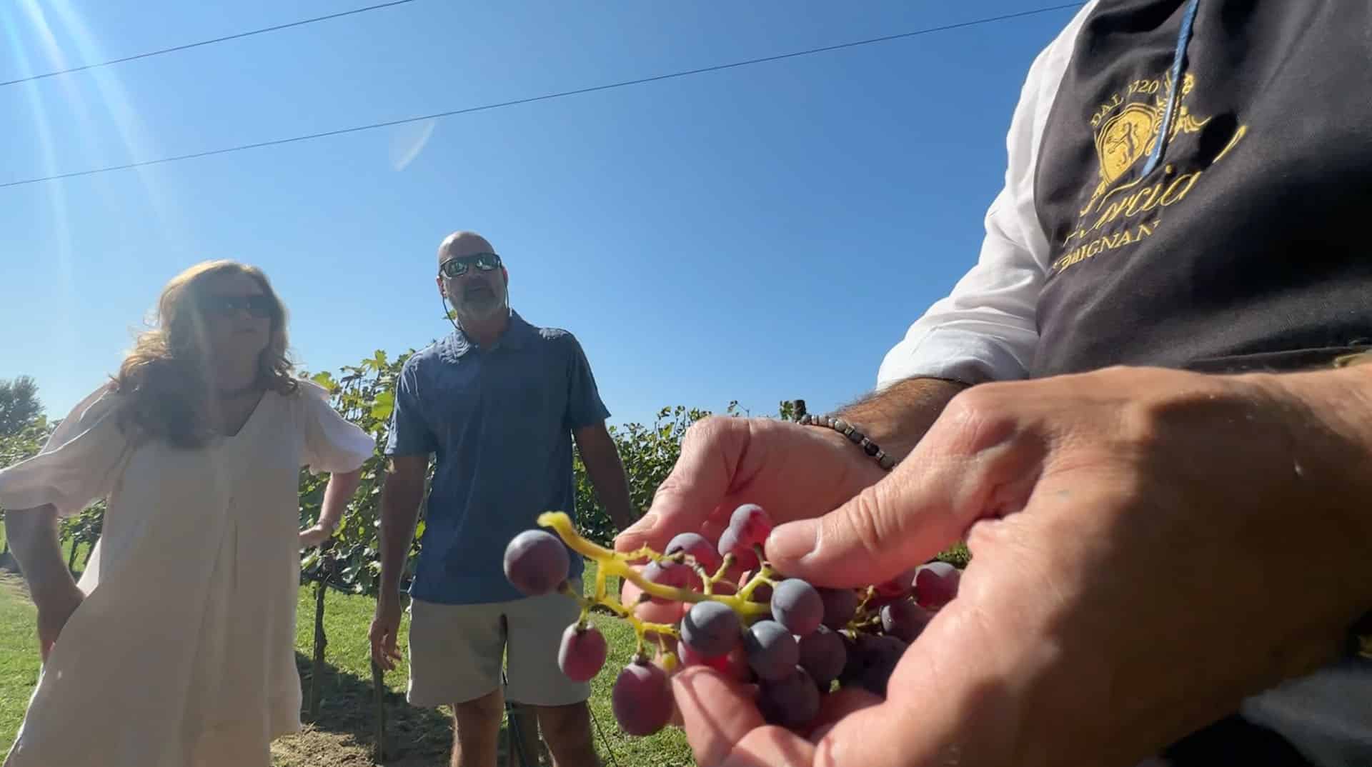 The winemaker showing a cluster of grapes to guests in the vineyard