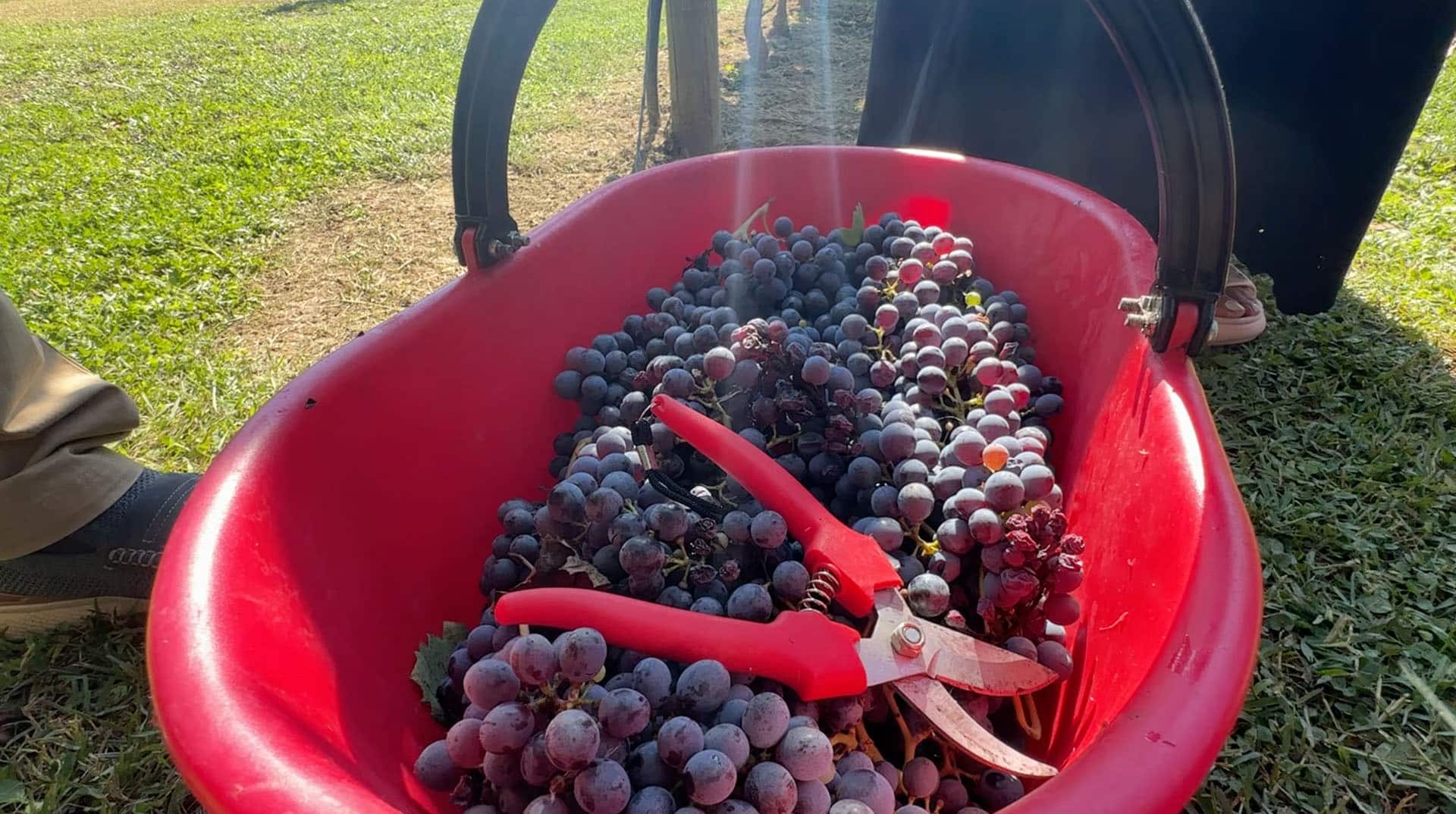 A red harvest basket full of dark grapes with the picking shears resting on top