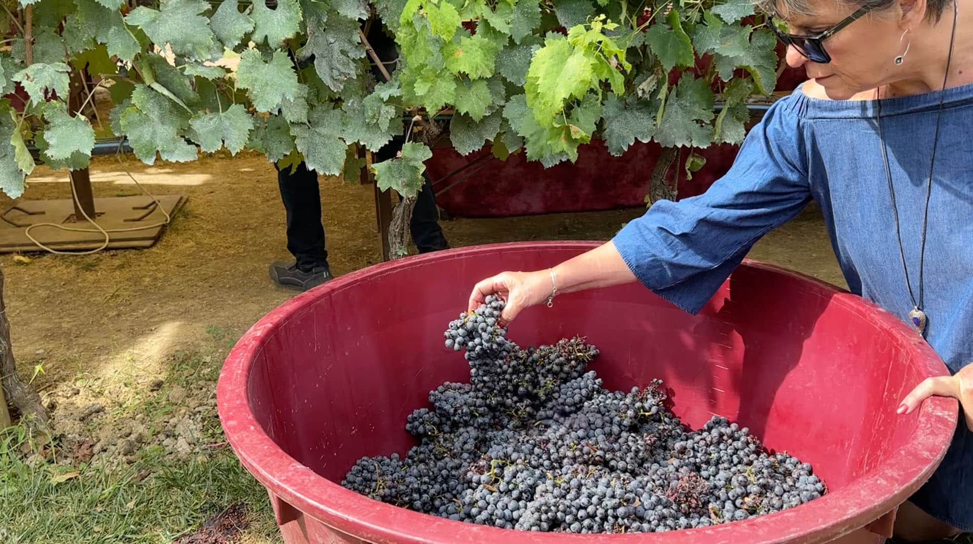 A woman adding grapes into a red harvest vat
