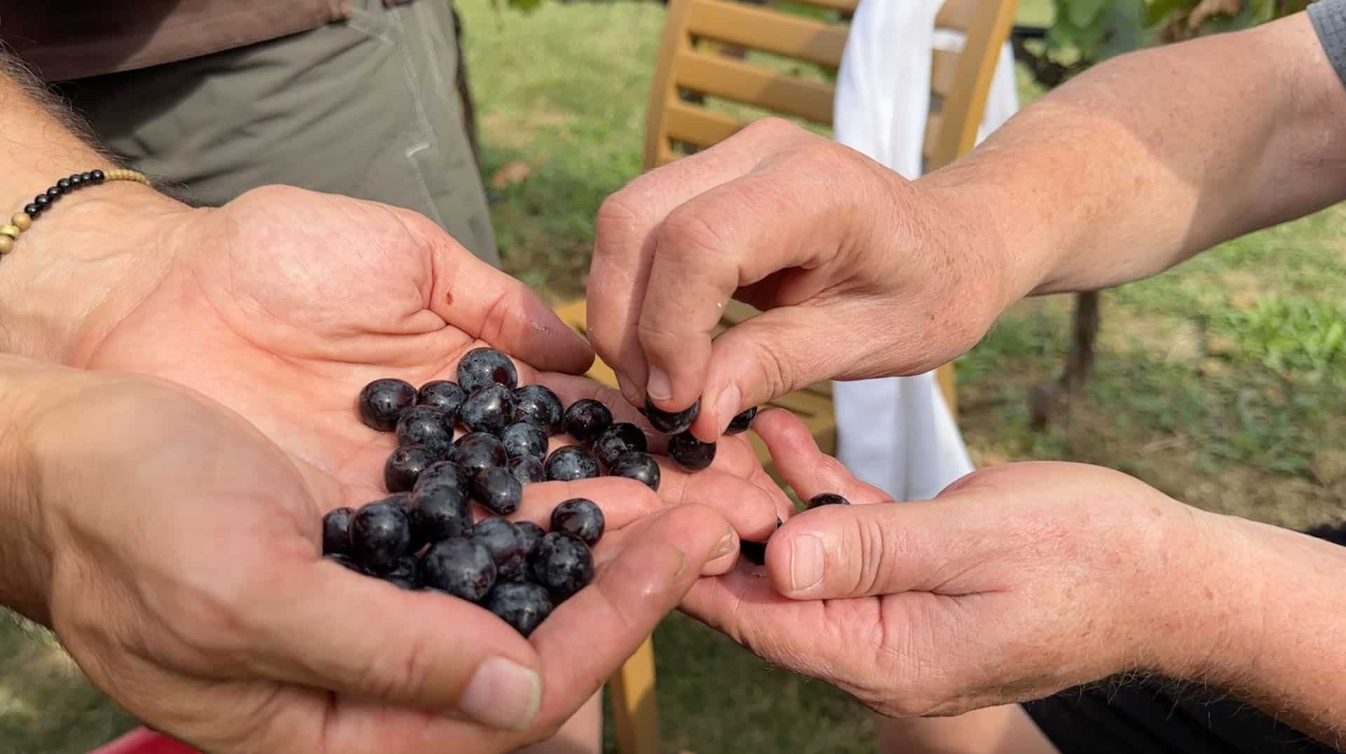 Hands sharing a palmful of harvest grapes