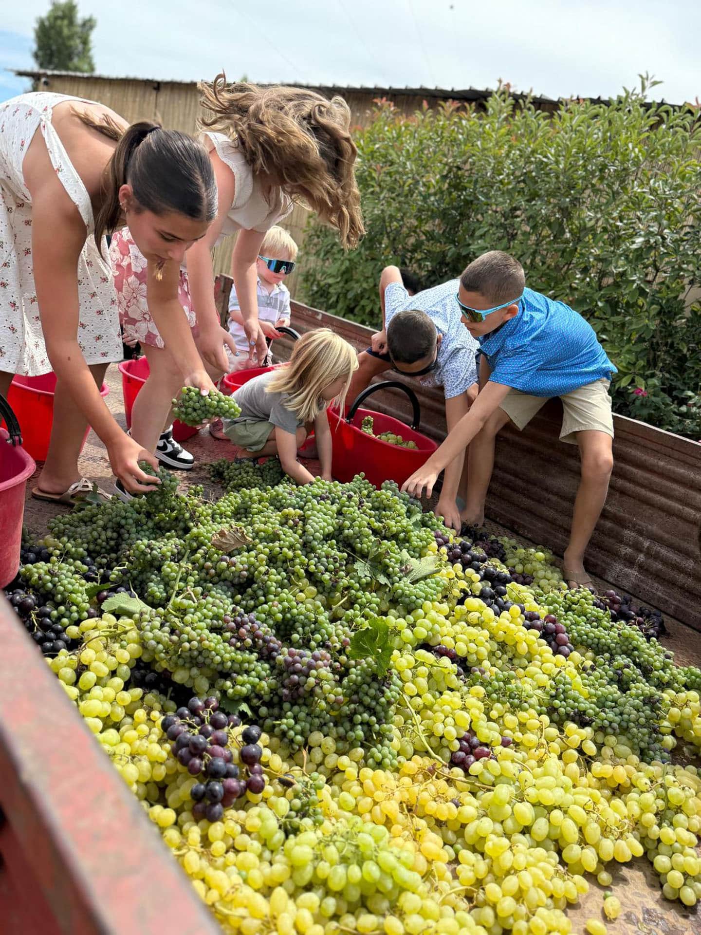 A Tuscan family lunch shared among the vines during harvest at Tenuta Torciano